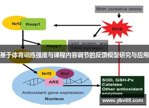 基于体育训练强度与课程内容调节的反馈模型研究与应用